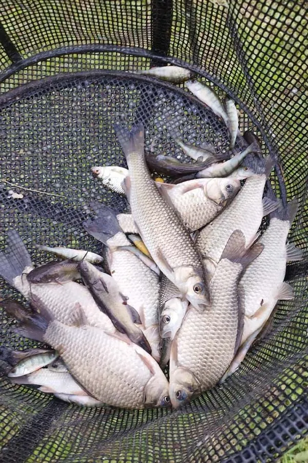 Memorijal Adrijano Legović okupio 13 ribičkih ekipa - IPA Istra 